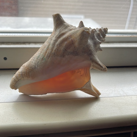 Shell - Picture 4 of 6